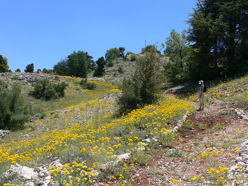 Lebanon Mountain Trail Tannourine