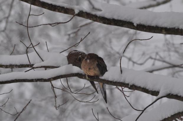 This is a picture in the Jbeil caza