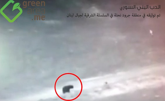 syrian-brown-bear-lebanon